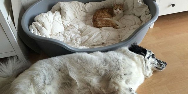 Коты и Кошки