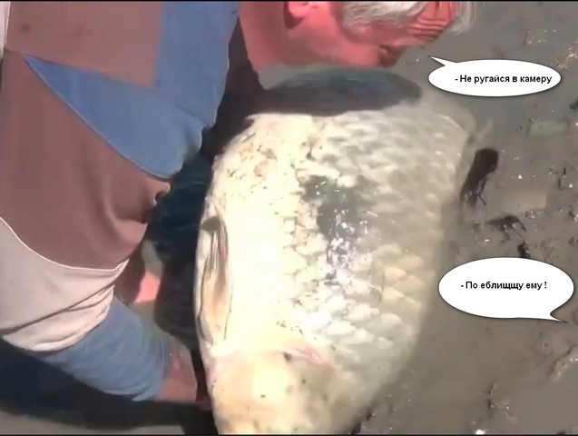 Cазан 22 кг. Для рыбаков.