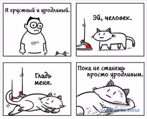 20 шикарных фотографий, в которых вся суть котов