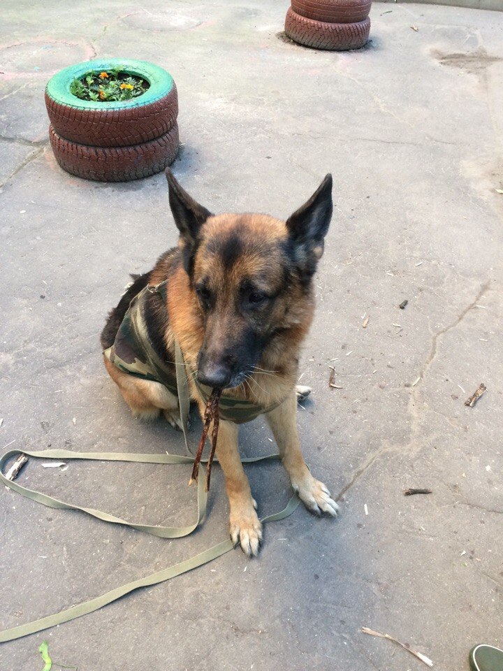 Овчарка короткошерстная. Старотипные немецкие овчарки. Овчарка завести. Щенки немецкой овчарки гладкошерстные. Восточно-европейская овчарка охрана.