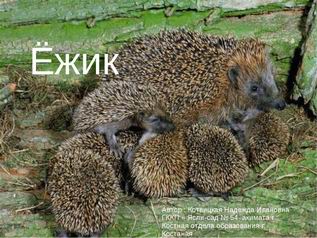Два ёжика встретили кошку и полностью облысели из-за сильного испуга