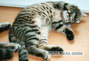 Даёшь Котовторник на ЯПе! (29.07.08)