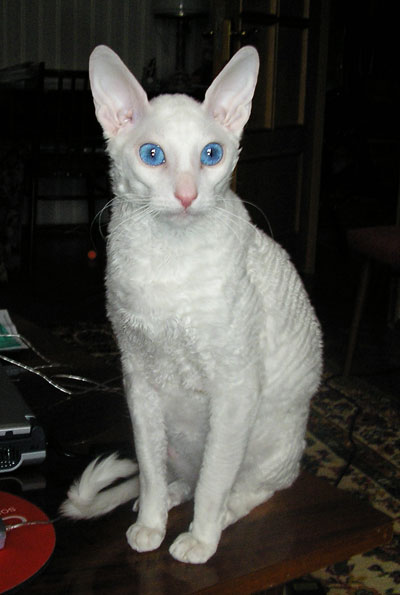 Котовторник (02.06.2009)