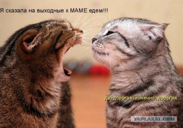 Картинки о животных