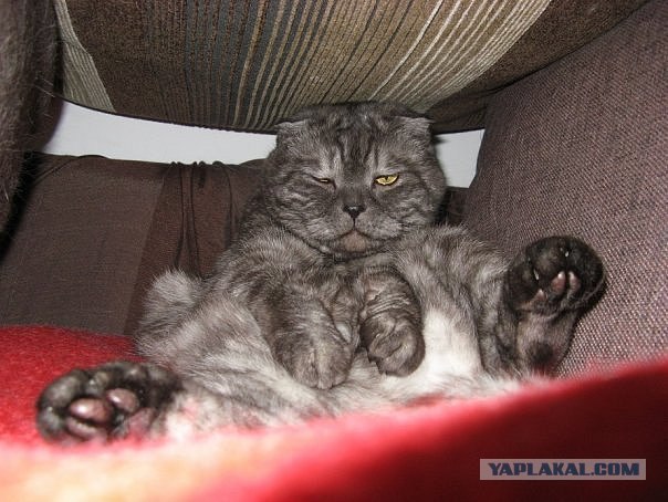 Котовторник  07.06.11