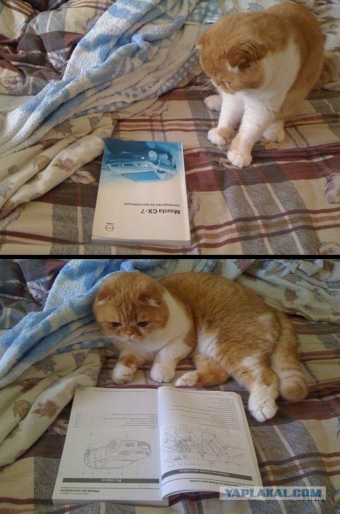 Котовторник! 08.11.11
