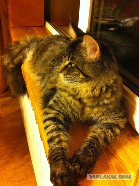 Котовторник (21.02.2012)