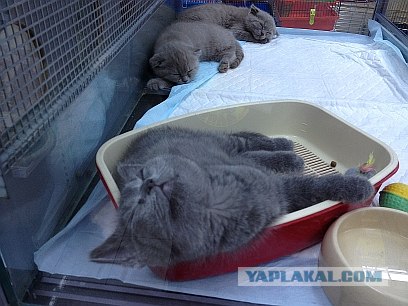 Котовторник  от 3.04.2012