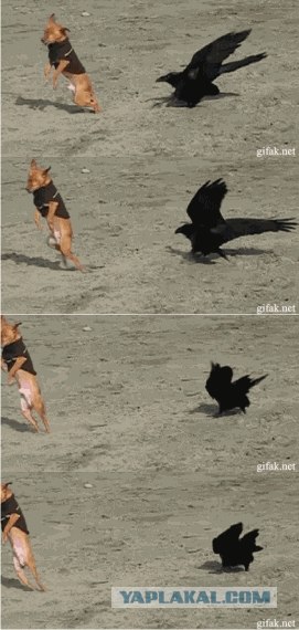 Коварно подкралась сзади и...