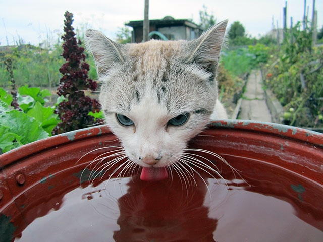 Котовторник  28.08.12