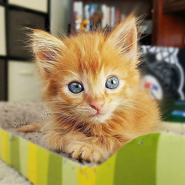 Забавные фото котеек