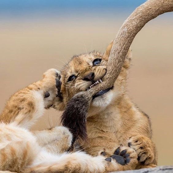 Большие кошки с котятами