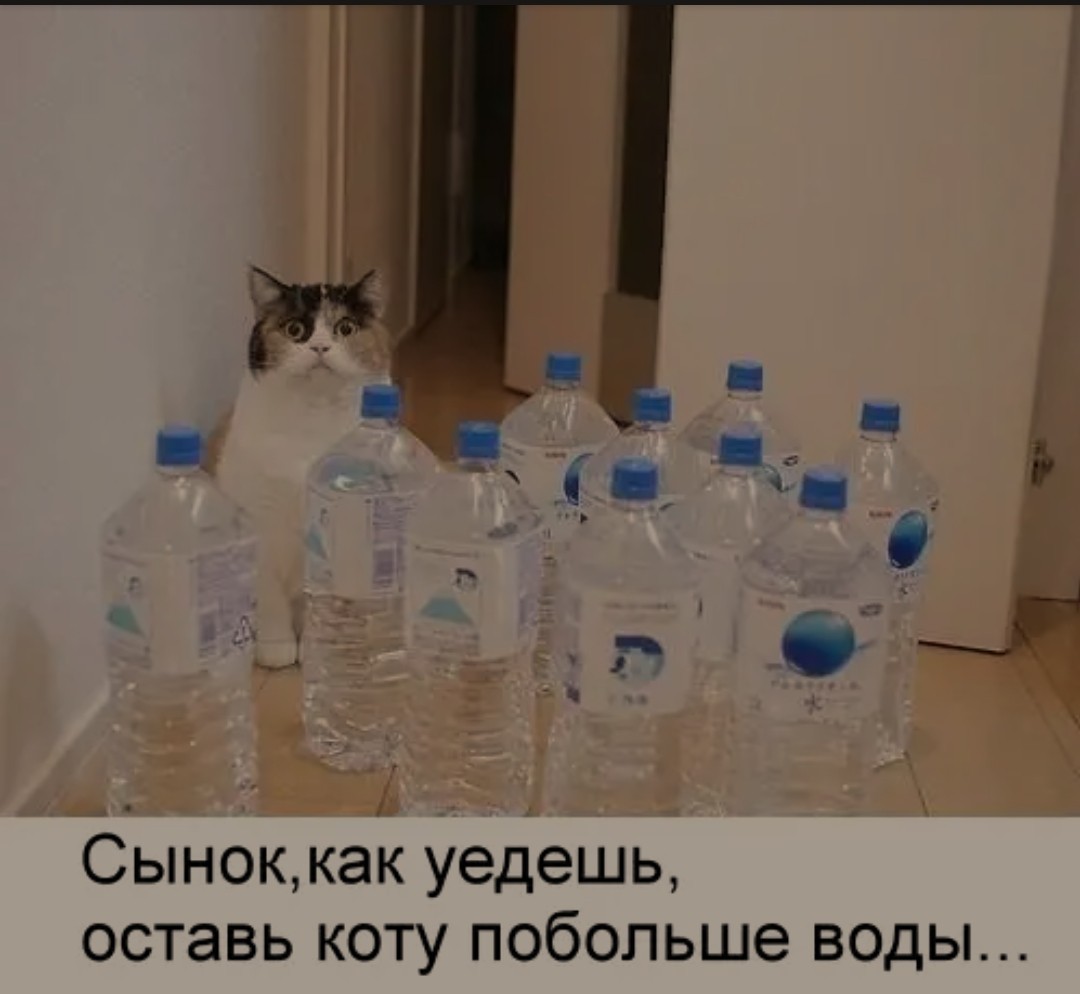 Оставь коту побольше. Оставь коту воды. Сынок оставь коту побольше воды. Будешь уезжать оставь коту побольше воды. Оставь коту побольше воды картинка