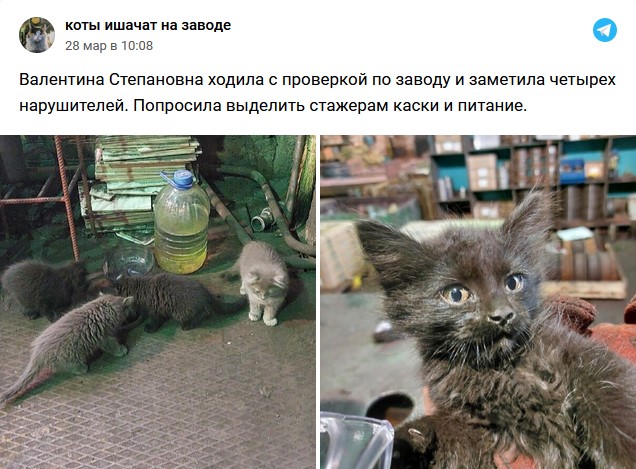 Коты ишачат на заводе