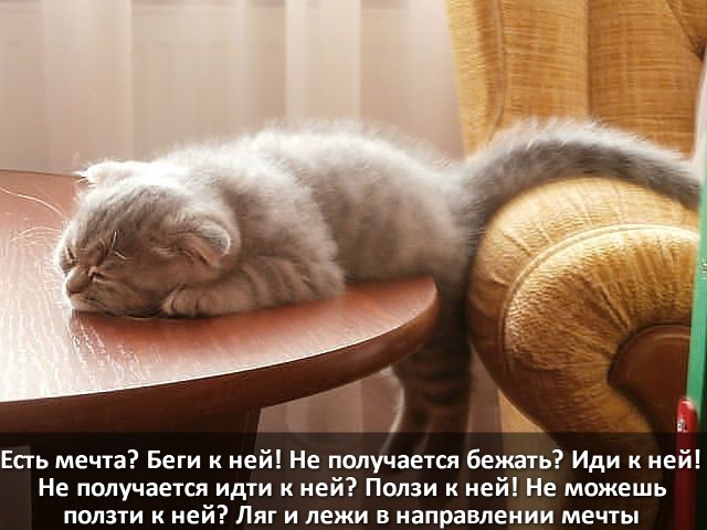 Забавные шутки, фразы, картинки из этих ваших интернетов