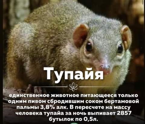 Тупайя: Родственница людей и любитель алкоголя