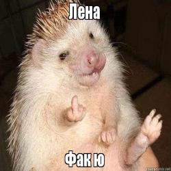 Ёжкина беда