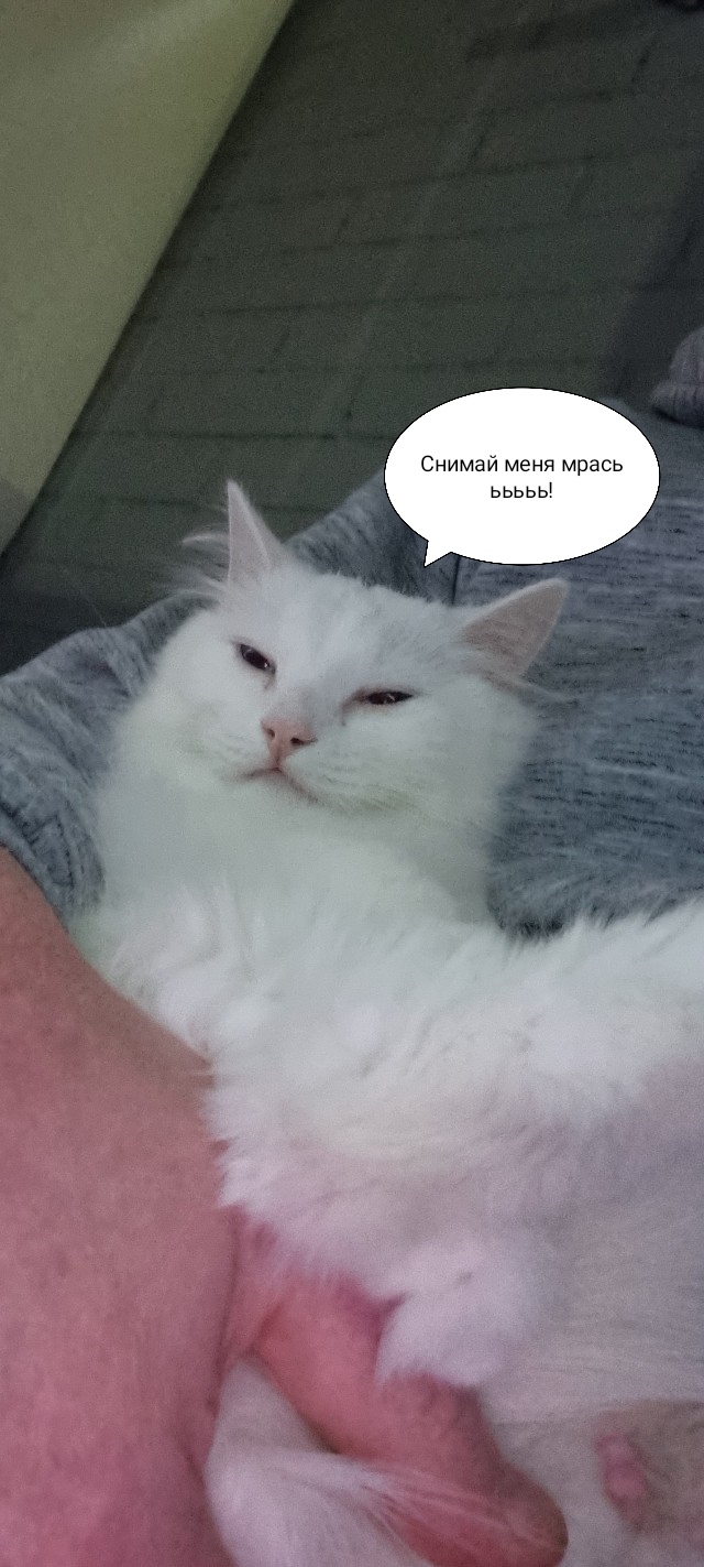 Вот как они выбирают себе любимого