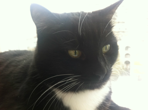 Котовторник 30.04.2013