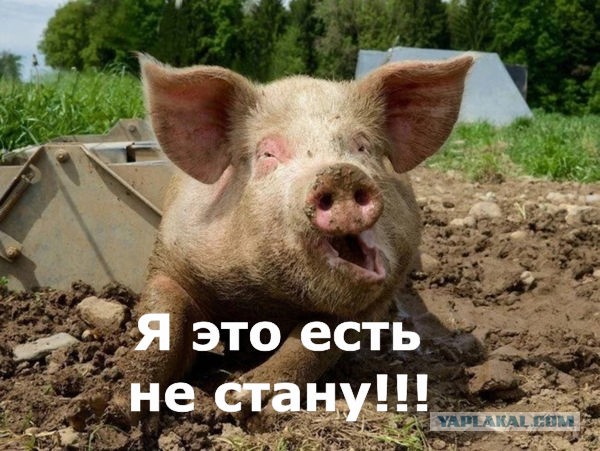 Кому шаурмы индийской?
