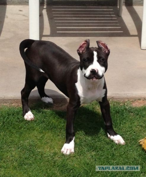 Пёс-джентельмен.