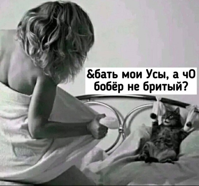 Шерстяные пидо.... братья наши меньшие