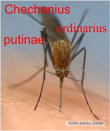 События в Пугачеве