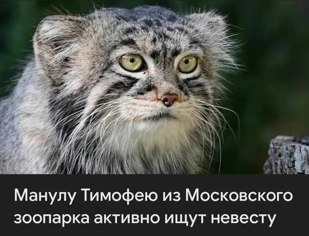 Манулёныши в Новосибирском зоопарке вышли на прогулку и попали в объектив камеры.