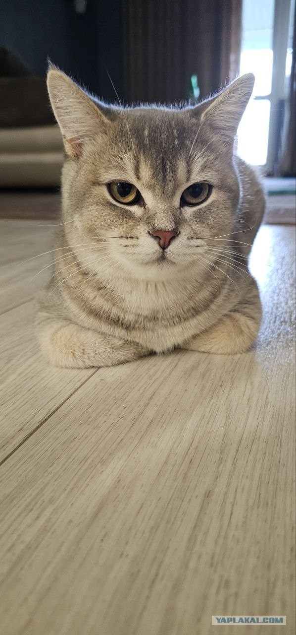 Фотки красивого кота.