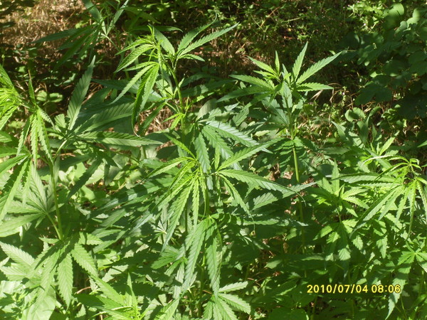 И при этом напевали странные слова