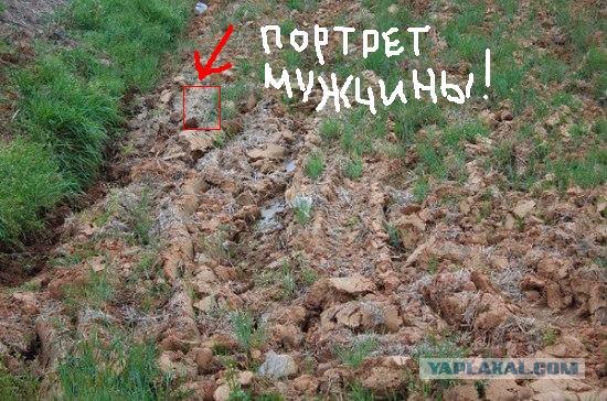 Найди кота на фотографии