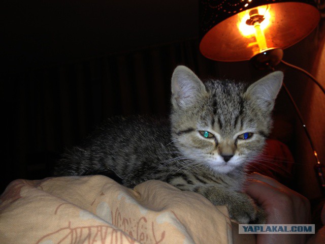 Котовторник 24.06.2014