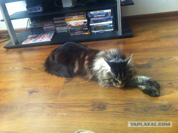 Дома новый котик