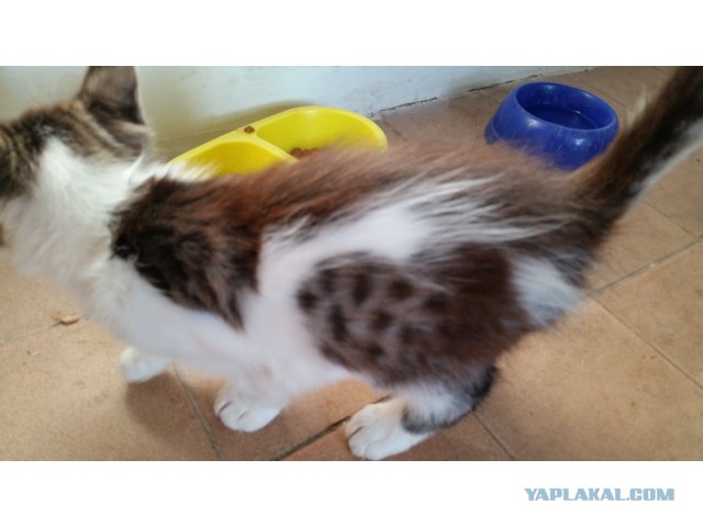 Котовторник 23.09.2014.