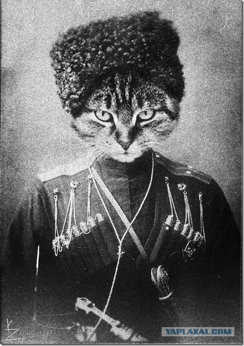Вездекот и его друзья!