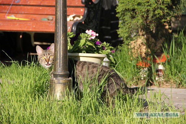 Котовторник   02.06.2015
