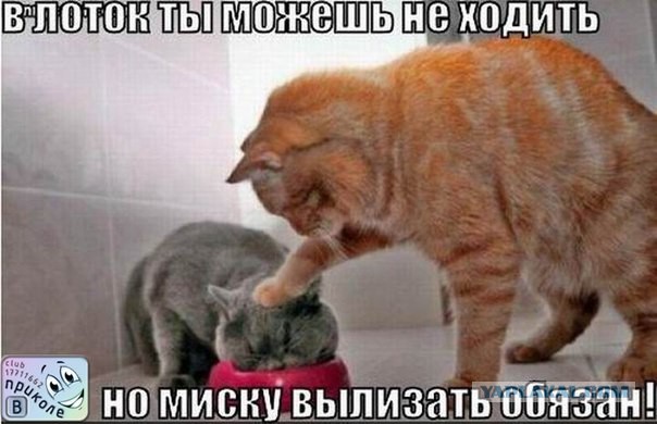Известные котомемы.
