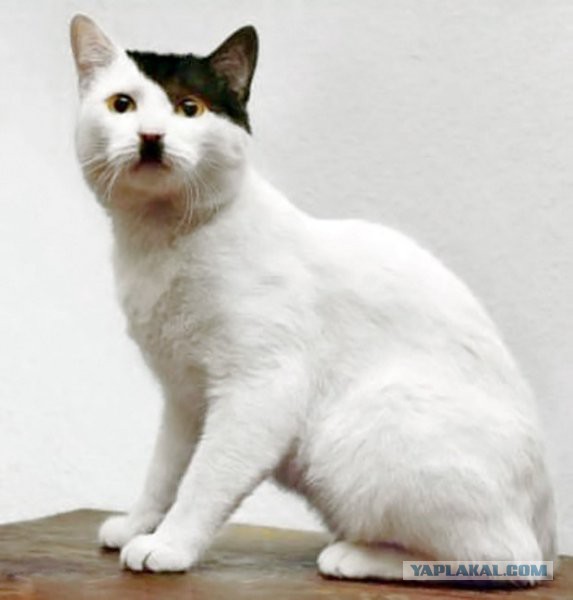 Котэ попал