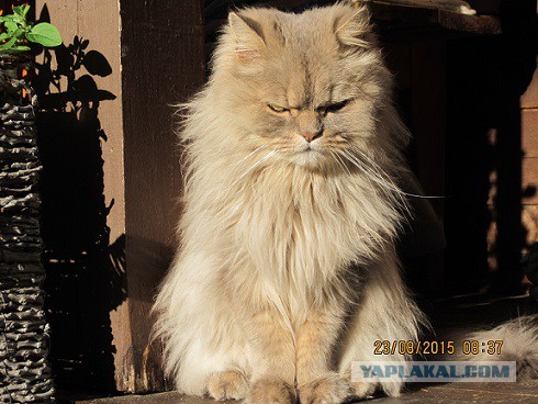 Котовторник 06.10.2015