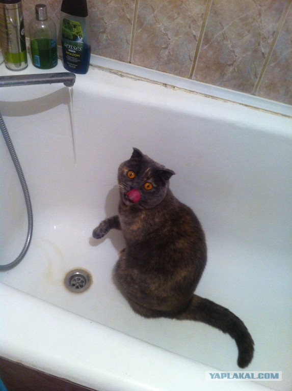 Любитель ванн