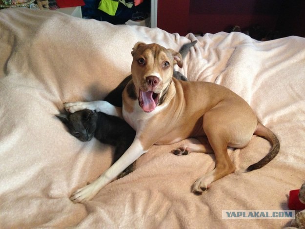 Как собака с кошкой говорили они...