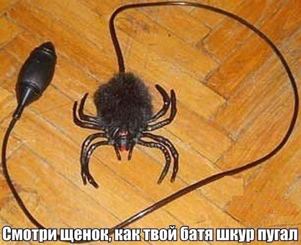 Немного картинок