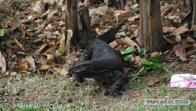 Самостоятельное путешествие в Шри-Ланку