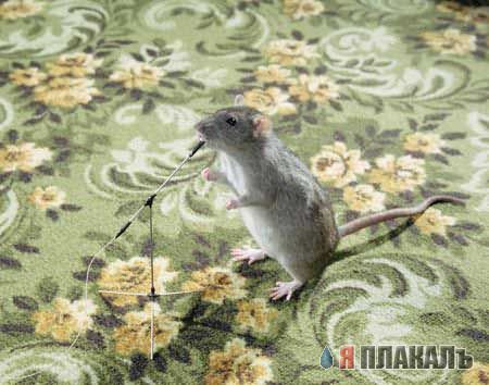 ГРЫЗУНЫ. Мыши, крысы, хомячки и т.д.
