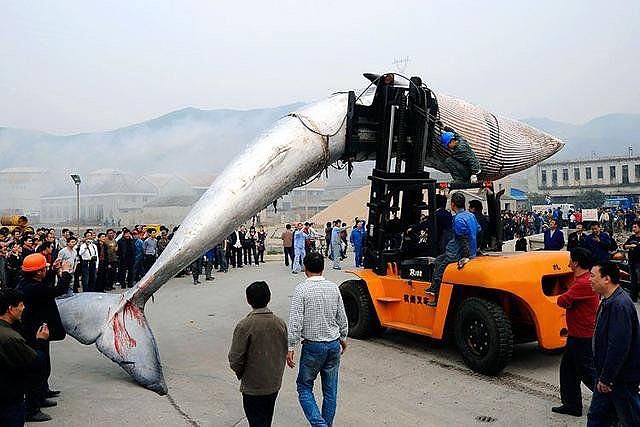 Везут же люди!