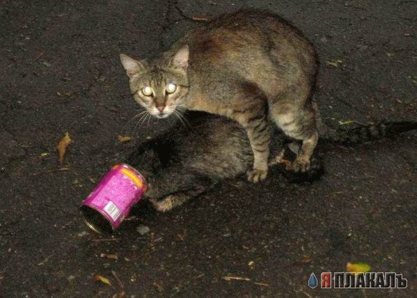 Народный котомет на фторинег
