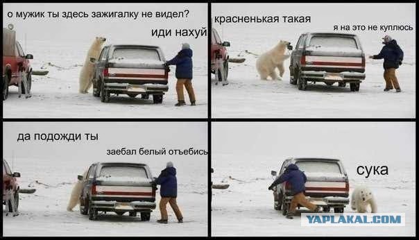 Белые медведи, осаждающие метеостанцию в Арктике, взломали окна склада