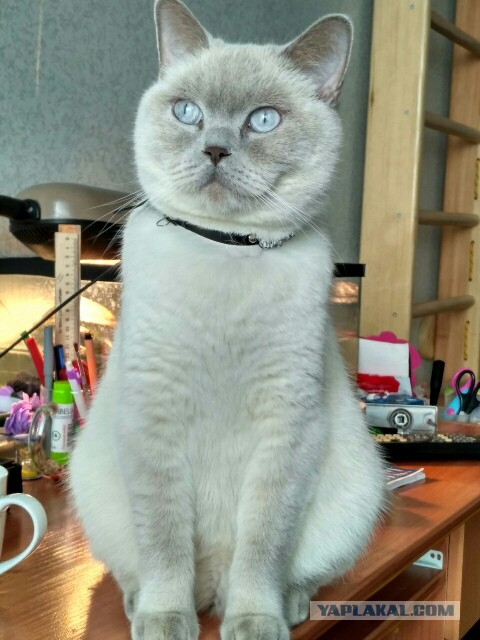 Котовторник 24.01.2017