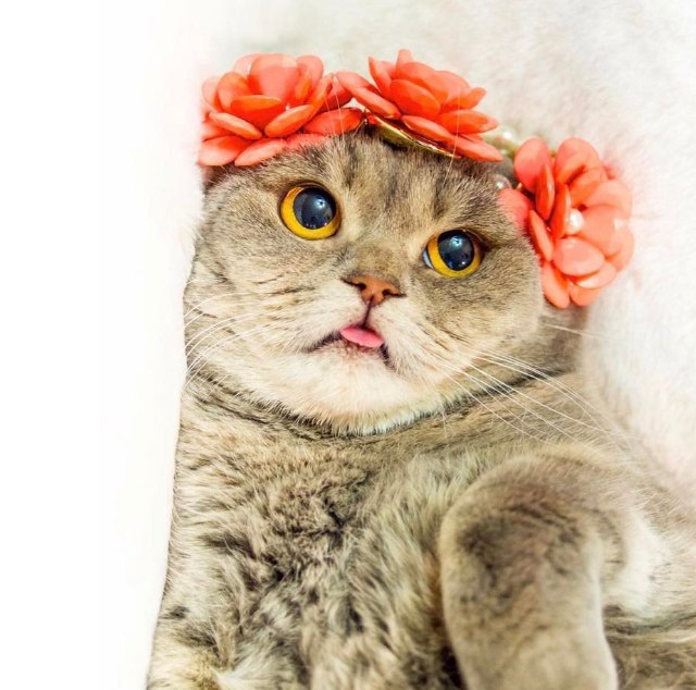 Коты и Кошки