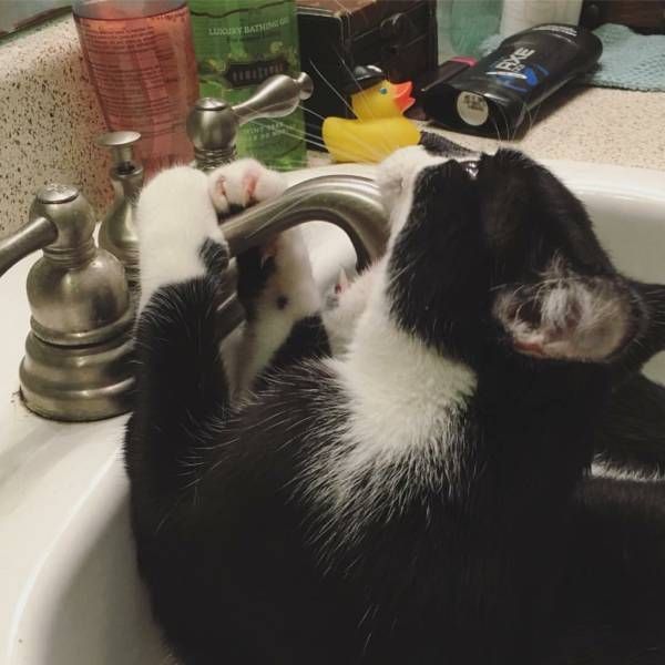 Коты и Кошки